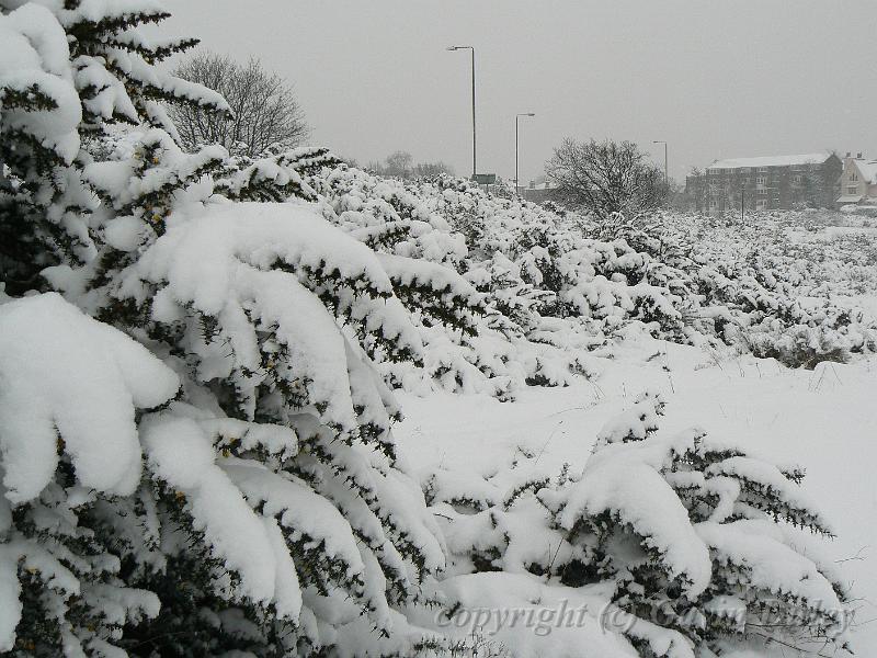 Snow, Blackheath P1070103.JPG